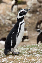 Naklejka premium Magellanic Penguin - Falkland Islands