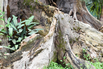 Fototapeta premium old tree root wood