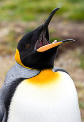 King Penguin - Falkland Islands