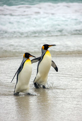 Obraz premium King Penguins - Falkland Islands