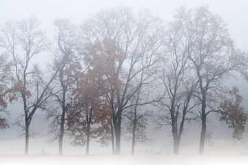 Bare Winter Trees in Fog with Deer