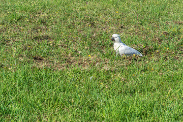 a white cockatoo runs across a green meadow in Australia