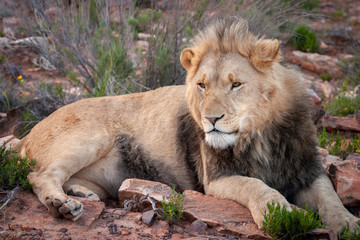 Naklejka na ściany i meble male lion lying on the ground in Africa