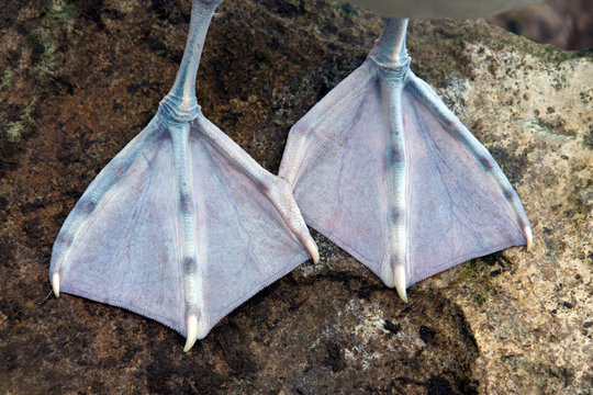 Webbed Feet of a Black-Browed Albatross - Falkland Islands