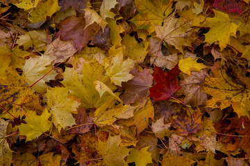 Colorful autumn leaves in park