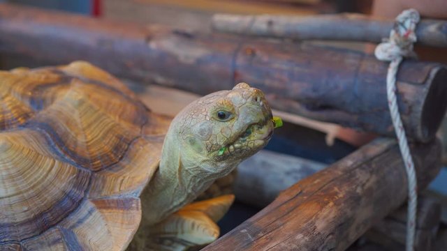 Feeding Geochelone sulcata tuttle reptile.