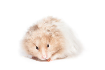 Cute syrian gold hamster on white background