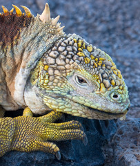 Galapagos Land Iguana - Galapagos Islands