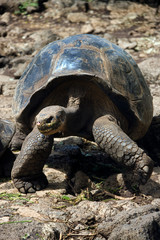 A young Giant Tortoise - Galapagos Islands