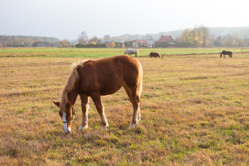 Obraz premium Horse in field. Autumn landscape with countryside in sunny autumn afternoon with horses, pasture and houses