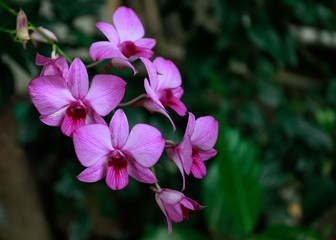 Ornamid orchid plants are bright purple moon.