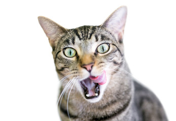 Obraz premium A brown tabby domestic shorthair cat licking its lips with its mouth wide open
