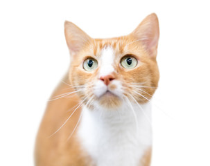 A domestic shorthair cat with orange tabby and white markings gazing upward