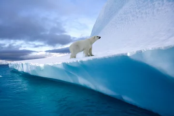 Gordijnen Polar Bear on an iceberg in Northwest Fjord in eastern Greenland © mrallen