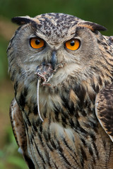 European Eagle Owl eating a field mouse - Scottish Highlands
