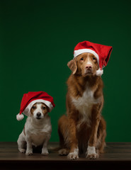 Christmas dog. Pet in a New Year's cap on a green background. Nova Scotia Duck Tolling Retriever and Jack russell terrier