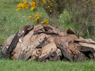 Obraz premium Carroñada en Buitre leonadoEzcaray con Sebastian Lara