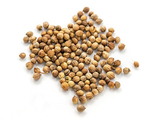 Seeds of coriander on a white background. Cilantro isolated. Coriandrum sativum