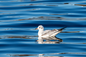 蕩けるような青い水面に浮かぶユリカモメ