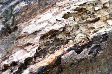 old tree root wood