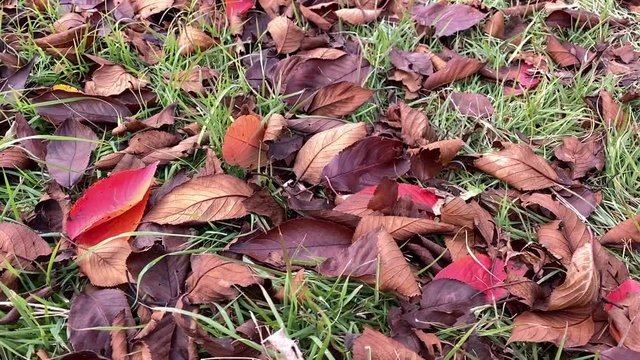 落ち葉 枯葉 桜並木 桜 初冬 左にトラック スロー, B-roll 桜紅葉_v15_00500(IMG_4877_2_MOV)