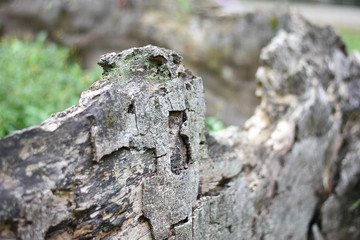 old tree root wood