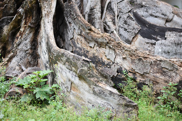 old tree root wood