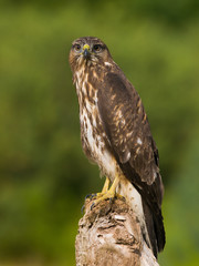 Milano negro encontrado en la desembocadura del rio Leza