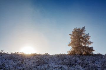 A yellow larch tree with snow and sun rising up in fog