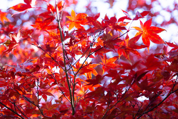 光に透ける真っ赤な紅葉
