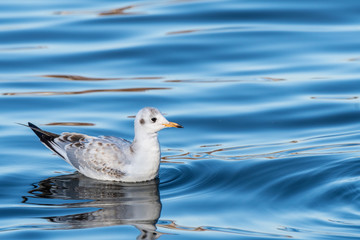青い水面に浮かぶユリカモメ