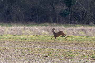 Red Deer (Cervus elaphus) in a field near East Grinstead