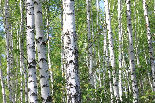 Young birch with black and white birch bark in spring in birch grove against background of green birch foliage