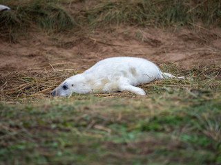 Obraz premium Grey Seal Pup On the Beach Dunes at Donna Nook, Lincolnshire.