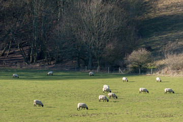 Countryside around Folkington in East Sussex