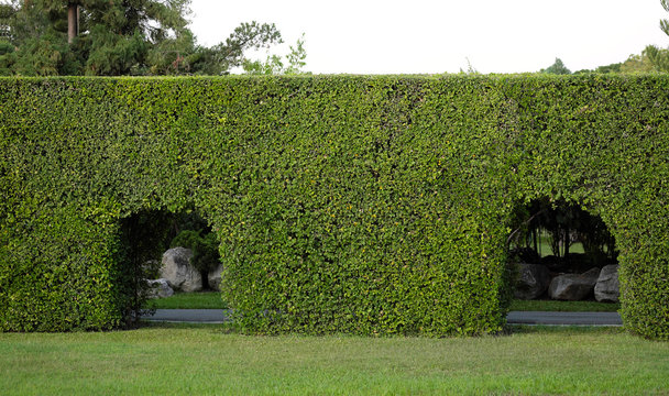 green leaves wall in the garden