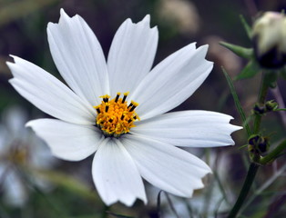 White mexican aster flower closeup. Latin name "Cosmos Bipinnatus". 