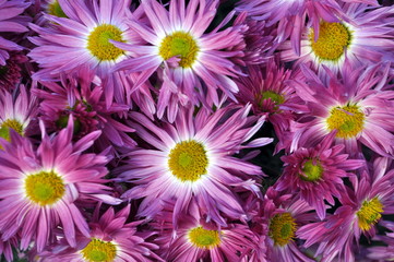 Pink chrysanthemums closeup in bloom.