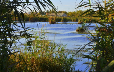 View from the reeds to the lake.