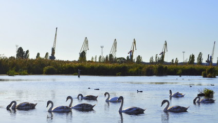 Swans on the Swan's lake in Izmail Ukraine