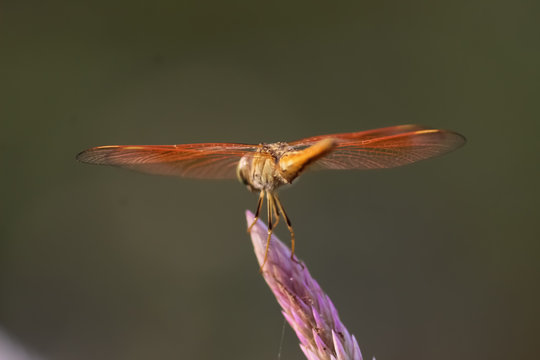 beautiful dragonfly bird wallpaper & image.blur