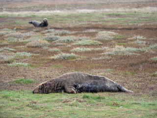 Grey Seal Bull Resting on Beach Dunes