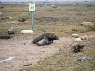 Grey Seals Pair Fighting on the Beach