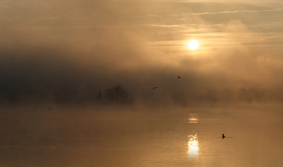 Obraz na płótnie Canvas Fantastic foggy river with flying bird in the sunlight. Beautiful misty river at sunrise moment.