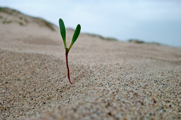 A seedling taking roots in the sand.