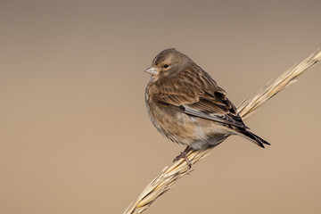 Linnet Perched on Plant