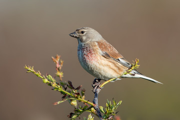 Linnet Perched on Plant