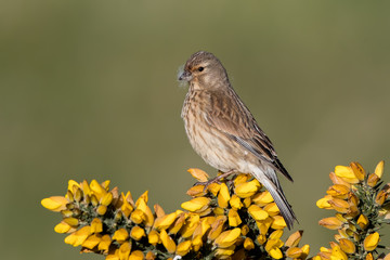 Linnet Perched on Plant