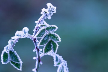 eisige grüne Blätter mit Eiskristallen 