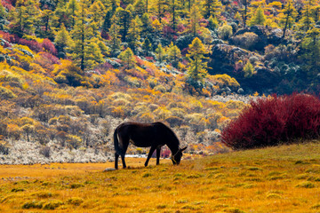 horse in the forest